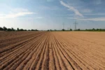 Agrodefesa antecipa para 20 de setembro início do plantio de soja em Goiás