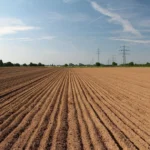 Agrodefesa antecipa para 20 de setembro início do plantio de soja em Goiás