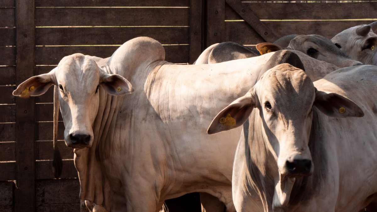 Agrodefesa investiga servidor suspeito de fraudar guias para transporte de gado furtado, em Goiás