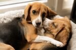 Alergia nunca mais: nascem os primeiros cães hipoalergênicos do mundo