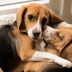 Alergia nunca mais: nascem os primeiros cães hipoalergênicos do mundo