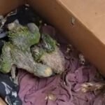 Animais domésticos e silvestres são resgatados em Volta Redonda, no Sul Fluminense