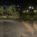 Árvore de grande porte cai em cima de carro na Asa Norte e interdita via