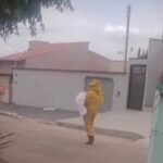 Ataque de abelhas isola fiéis em igreja e mata cachorro em Caldas Novas