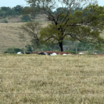 Choque mata dezenas de cabeças de gado que seriam leiloadas em Goiás; veja qual foi o prejuízo