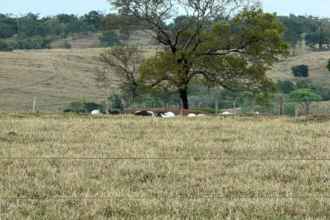Choque mata dezenas de cabeças de gado que seriam leiloadas em Goiás; veja qual foi o prejuízo