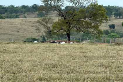Choque mata dezenas de cabeças de gado que seriam leiloadas em Goiás; veja qual foi o prejuízo
