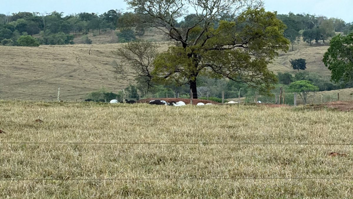Choque mata dezenas de cabeças de gado que seriam leiloadas em Goiás; veja qual foi o prejuízo