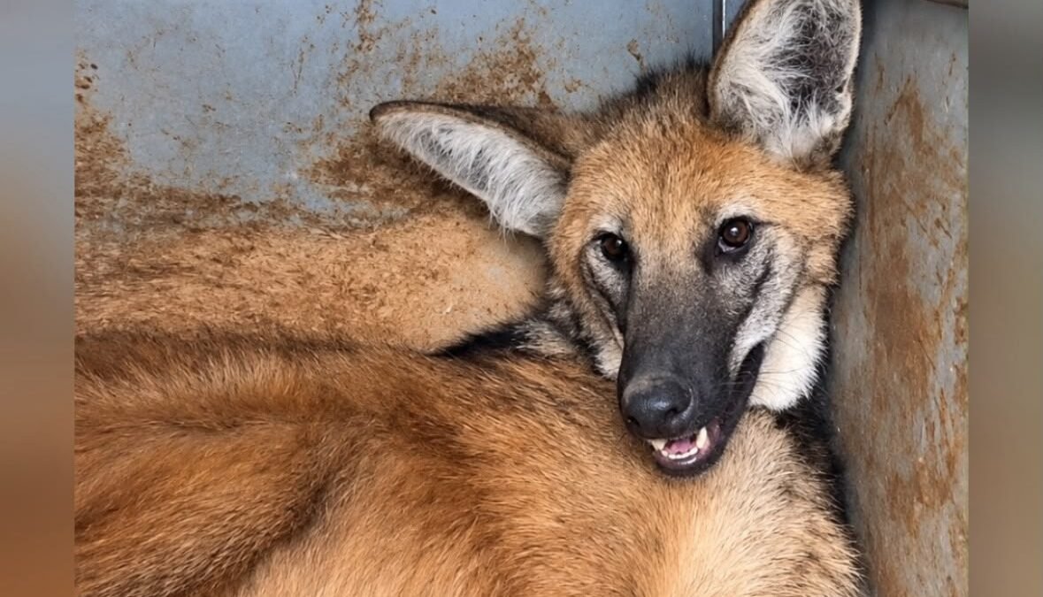 Com ferimento na pata e dificuldade para andar, lobo-guará é resgatado por bombeiros em Jataí