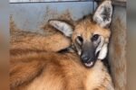 Com ferimento na pata e dificuldade para andar, lobo-guará é resgatado por bombeiros em Jataí