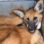 Com ferimento na pata e dificuldade para andar, lobo-guará é resgatado por bombeiros em Jataí