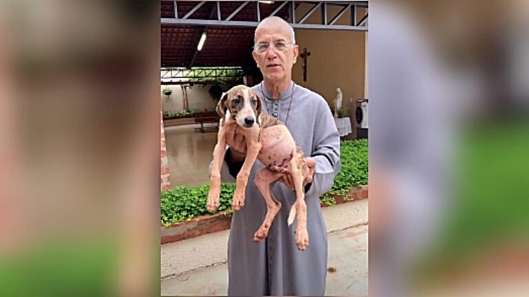 “Cuidar dos animais como São Francisco nos ensinou”: padre Luiz Augusto rebate críticas após polêmica com cachorro