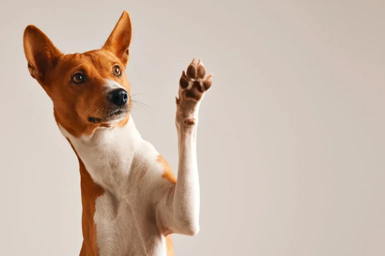 Evento em Goiânia promove adoção responsável de cães neste sábado (19)