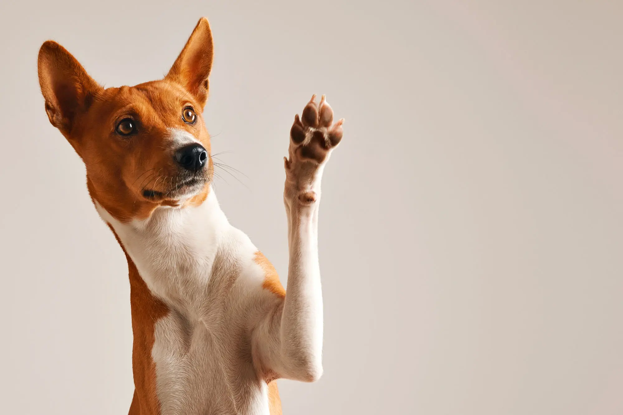 Evento em Goiânia promove adoção responsável de cães neste sábado (19)
