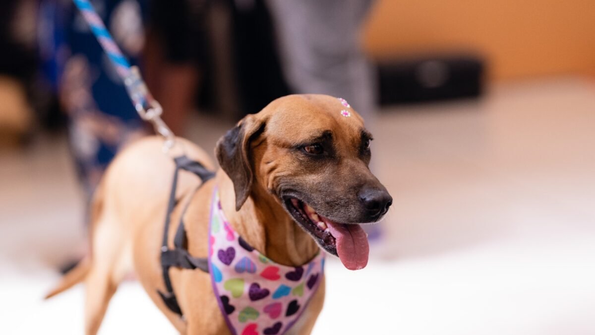 Evento reúne cerca de 12 cães para adoção neste sábado (19) em Goiânia