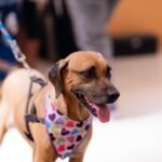 Evento reúne cerca de 12 cães para adoção neste sábado (19) em Goiânia