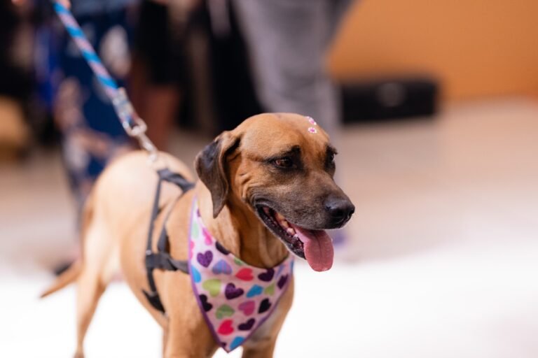 Evento reúne cerca de 12 cães para adoção neste sábado (19) em Goiânia