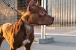 Família passa a noite dentro de carro após mulher ser atacada pelo próprio cachorro em Mineiros