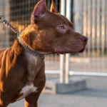 Família passa a noite dentro de carro após mulher ser atacada pelo próprio cachorro em Mineiros