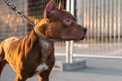 Família passa a noite dentro de carro após mulher ser atacada pelo próprio cachorro em Mineiros