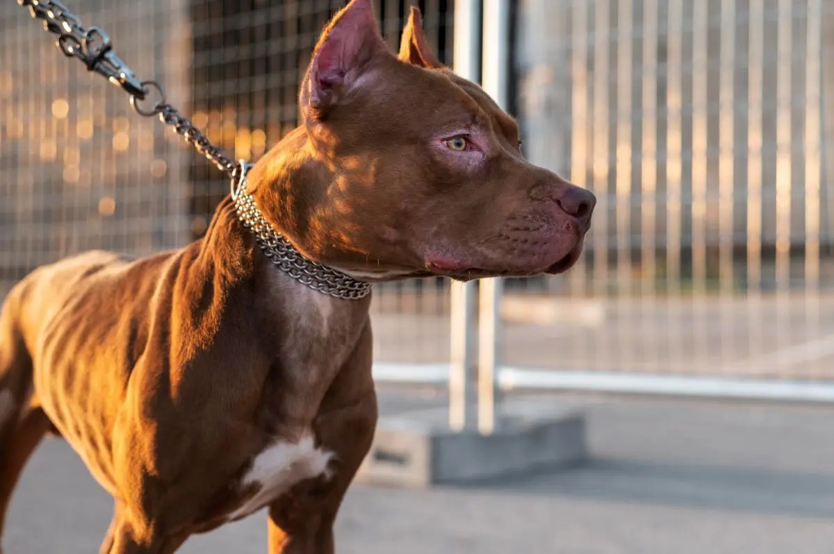 Família passa a noite dentro de carro após mulher ser atacada pelo próprio cachorro em Mineiros