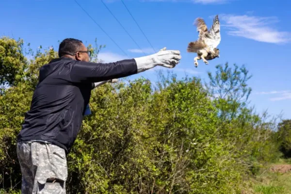 feed-image-1788547254 Coruja-orelhuda é resgatada de linha de pipa e devolvida à natureza