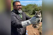 feed-image-1788547255-1 Coruja-orelhuda é resgatada de linha de pipa e devolvida à natureza