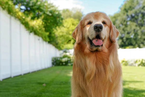 feed-image-1788718903 Tucker, golden retriever famoso na web, morre após diagnóstico de câncer