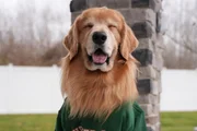 feed-image-1788718904-1 Tucker, golden retriever famoso na web, morre após diagnóstico de câncer