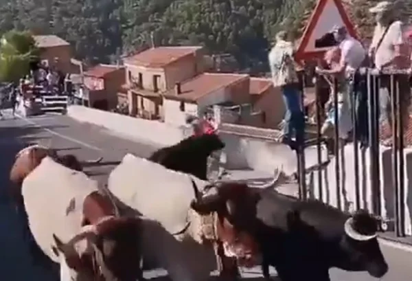 feed-image-1788786304 Mulher de 64 anos morre após ser atacada por touro na Espanha