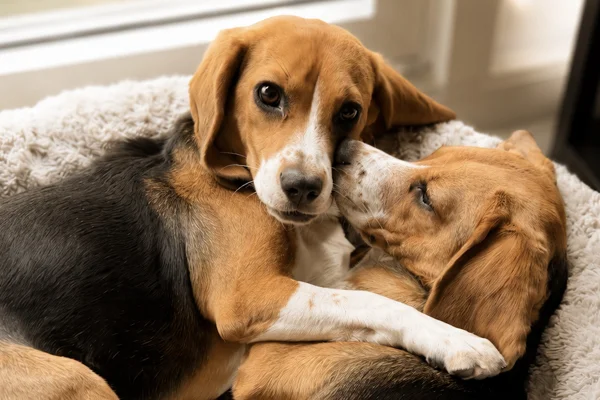 feed-image-1788879710 Alergia nunca mais: nascem os primeiros cães hipoalergênicos do mundo