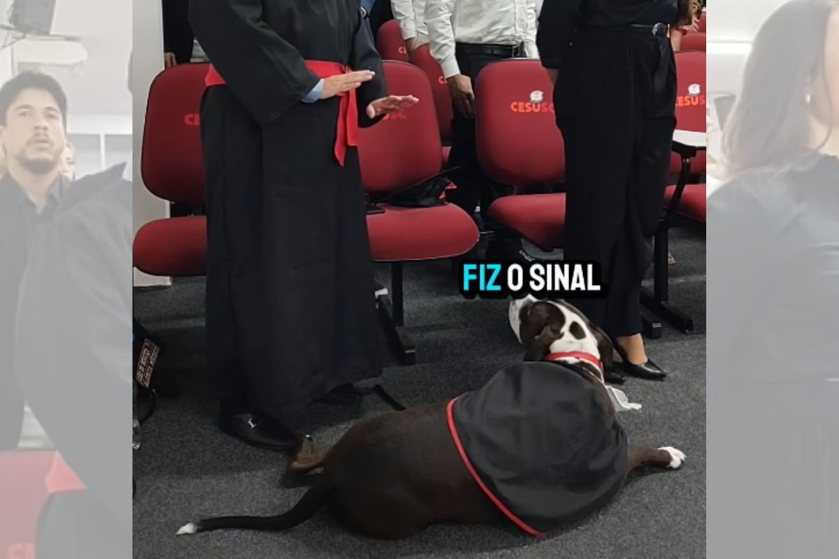 feed-image-1788895913 Cão de assistência acompanha advogado autista em colação de grau