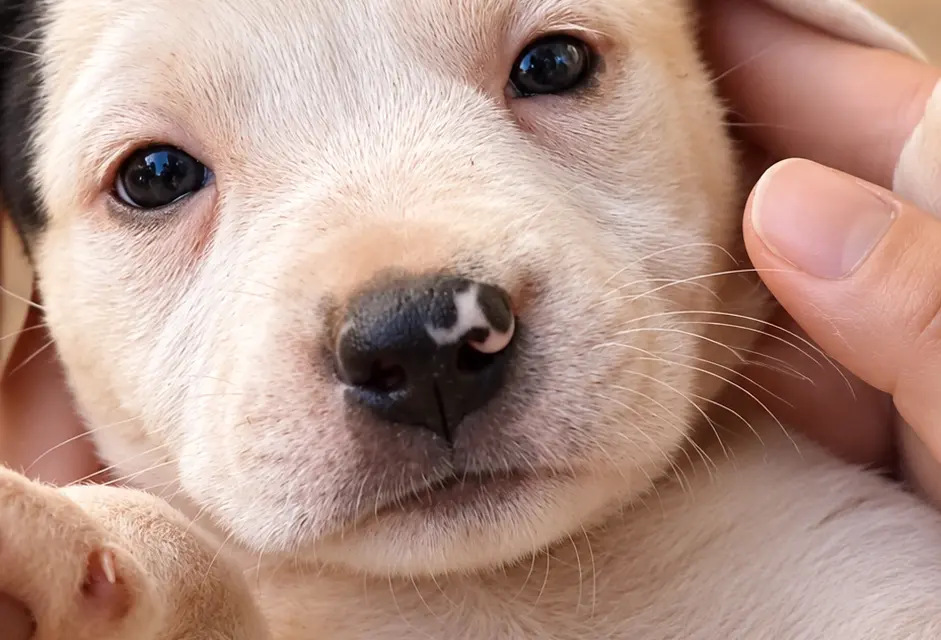 feed-image-1788996044 Sorvete à vontade e cães para adoção se encontram em evento em Goiânia