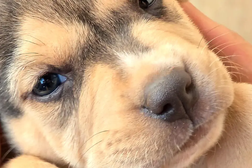 feed-image-1788996045 Sorvete à vontade e cães para adoção se encontram em evento em Goiânia