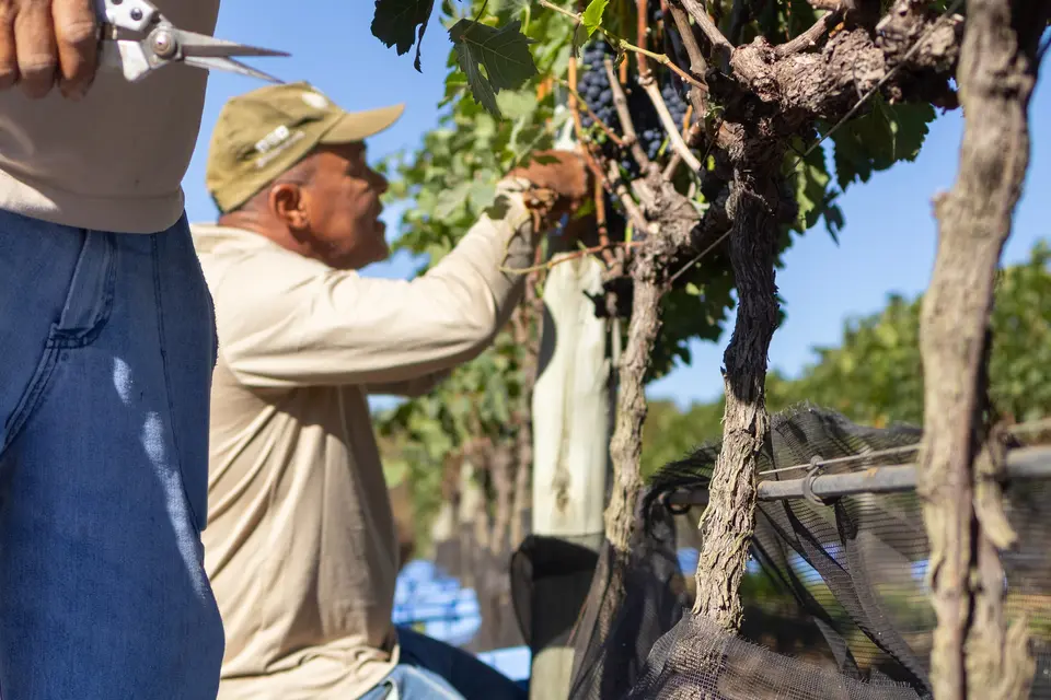feed-image-1789509898 Goiás também é terra de vinho: estado já tem 12 vinícolas e 161 vinhos registrados