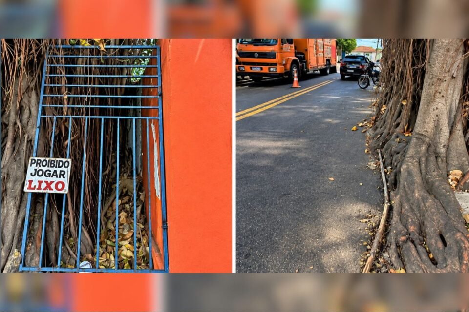 feed-image-1789588257 Prefeitura usará dois guindastes para remover gameleira no setor Campinas, em Goiânia
