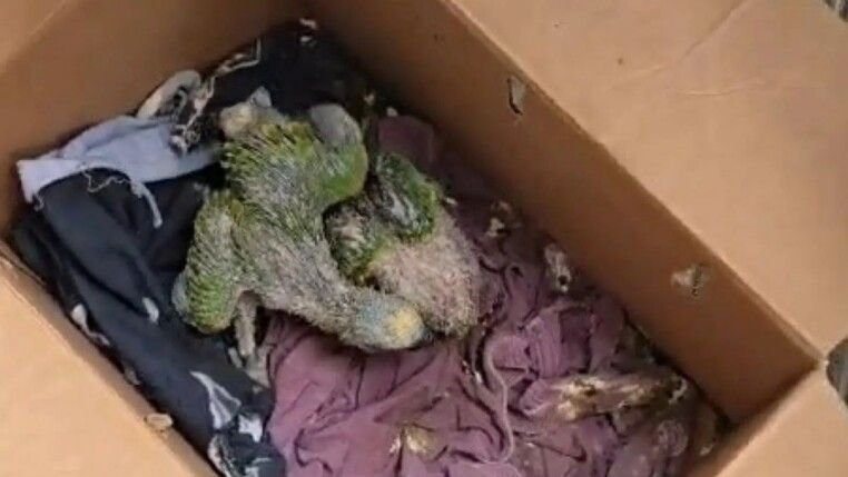 feed-image-1789640027 Animais domésticos e silvestres são resgatados em Volta Redonda, no Sul Fluminense