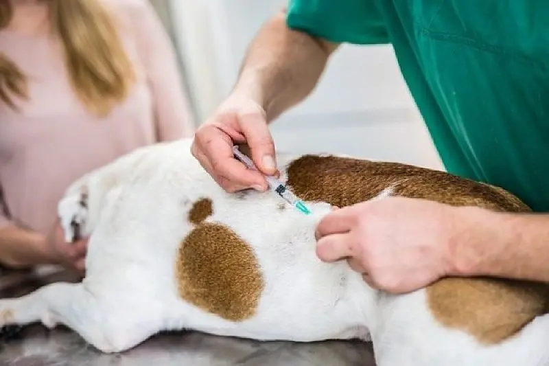 feed-image-1789672897 Aparecida terá vacinação antirrábica gratuita para cães e gatos em 61 postos neste sábado