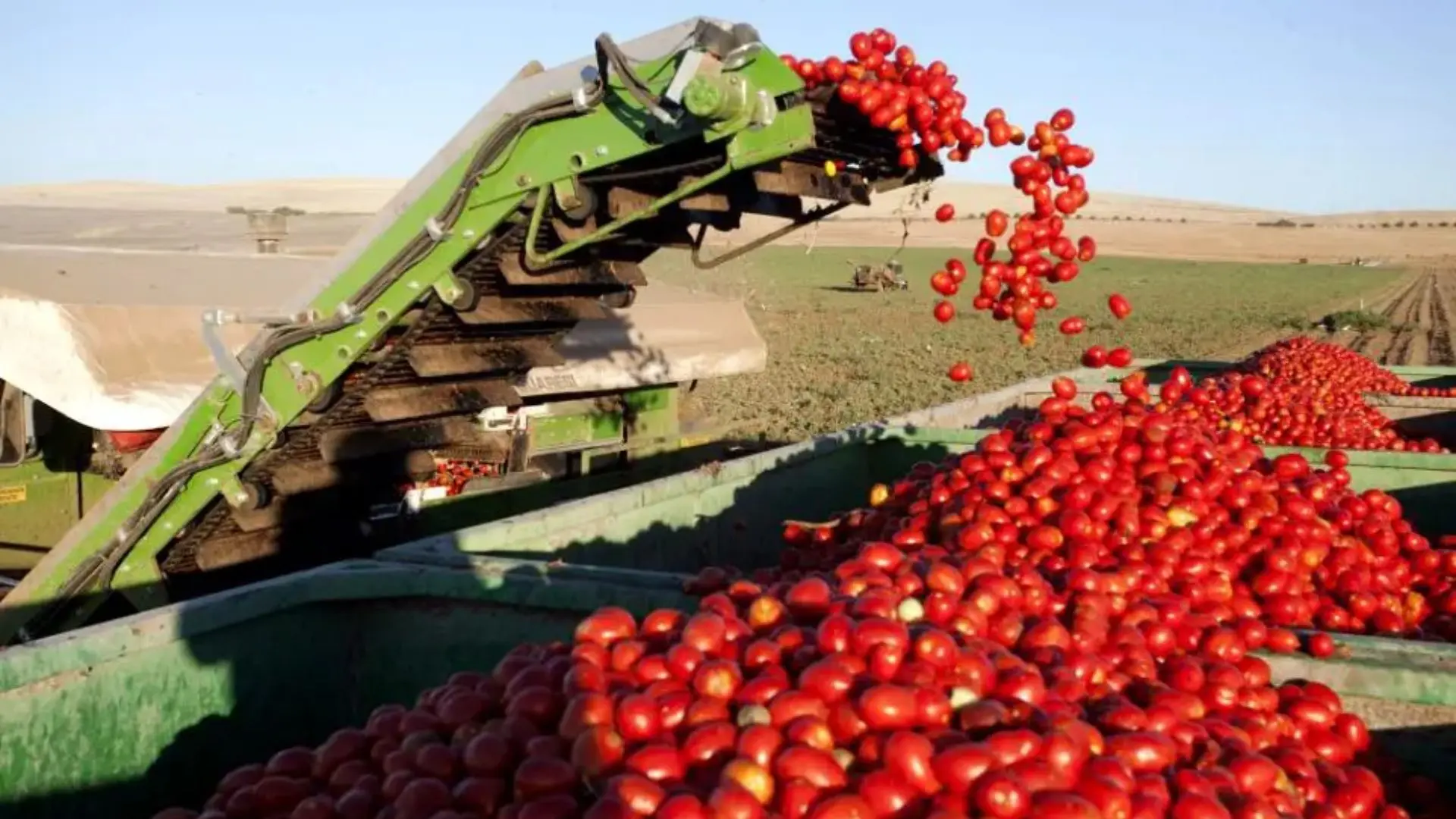 feed-image-1789688624 Silvânia passa Cristalina e se torna maior produtora de tomate do Brasil; Rio Verde perde posição na soja