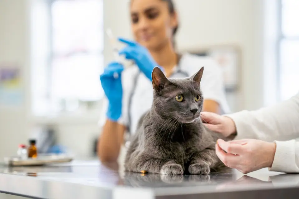 feed-image-1789770993-1 Goiânia vai oferecer castração de cães e gatos com microchip e kit pós-operatório