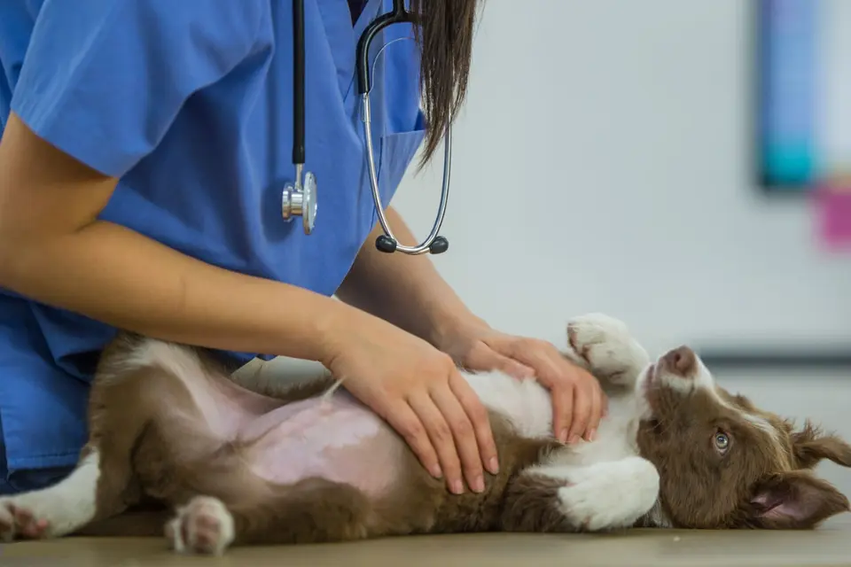 feed-image-1789770993 Goiânia vai oferecer castração de cães e gatos com microchip e kit pós-operatório