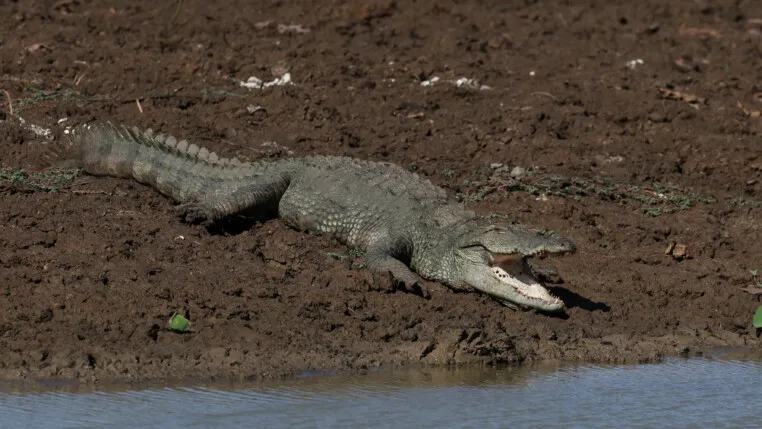 feed-image-1789780282 Rio com 500 crocodilos é aprovado para sediar remo e canoagem em Brisbane 2032