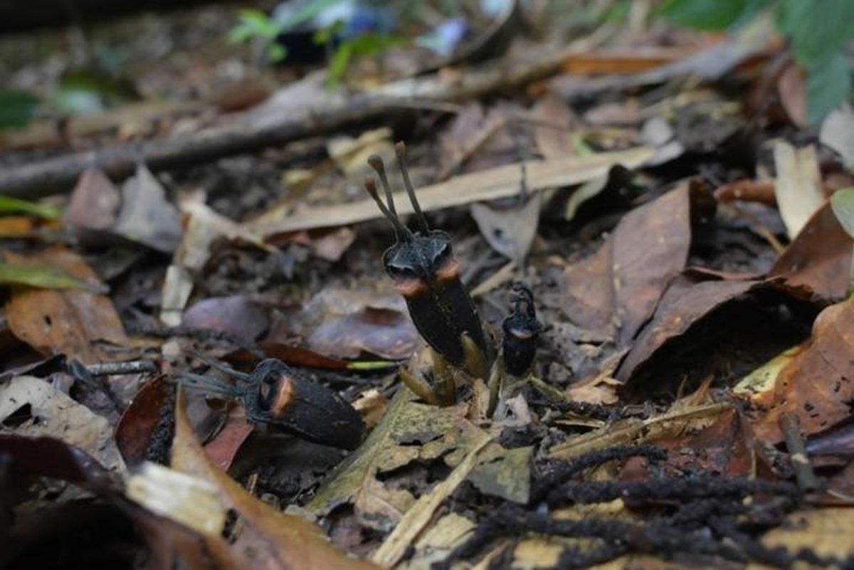 Flor do diabo: nova espécie de planta rara é encontrada na Tailândia