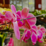 Goiânia recebe exposição com diferentes espécies de orquídeas; saiba data e local
