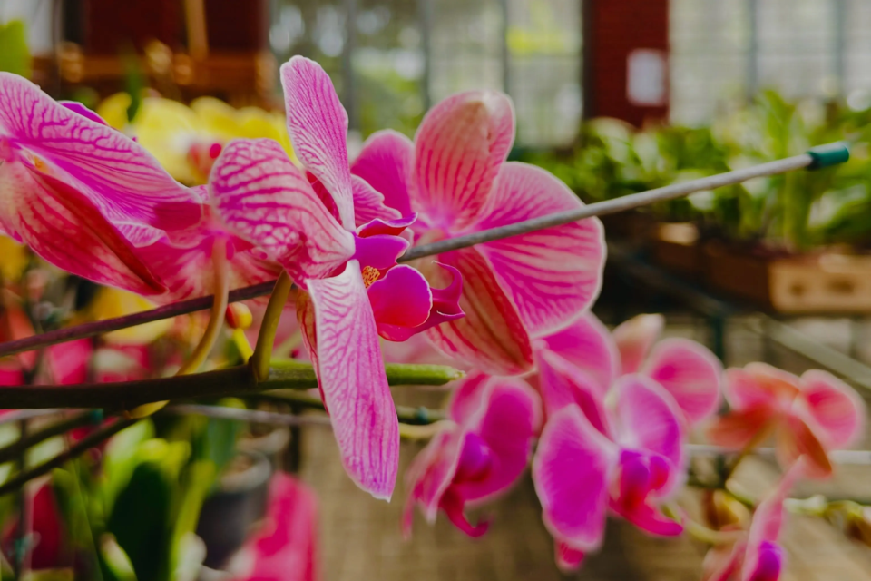 Goiânia recebe exposição com diferentes espécies de orquídeas; saiba data e local