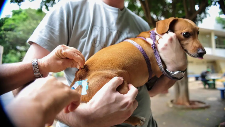 Goiânia terá vacinação gratuita para cães e gatos contra a raiva neste sábado (19); veja local