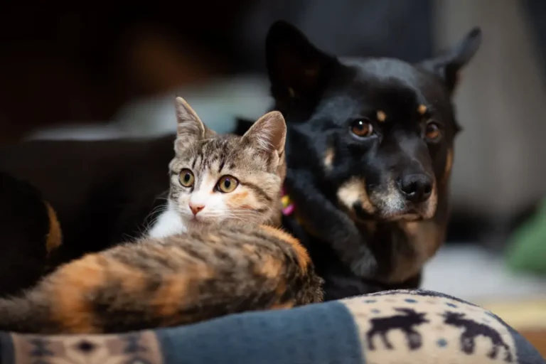 Goiânia vai oferecer castração de cães e gatos com microchip e kit pós-operatório