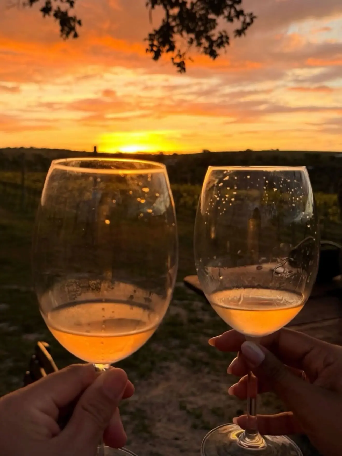 Goiás também é terra de vinho: estado já tem 12 vinícolas e 161 vinhos registrados