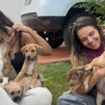 Grupo de proteção animal acumula dívida de R$ 13 mil e teme fechar em Goiânia: ‘Não temos como fazer nada’