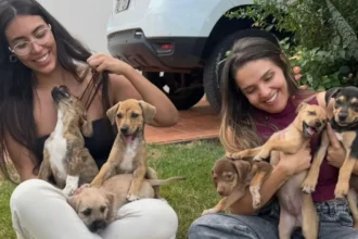Grupo de proteção animal acumula dívida de R$ 13 mil e teme fechar em Goiânia: ‘Não temos como fazer nada’